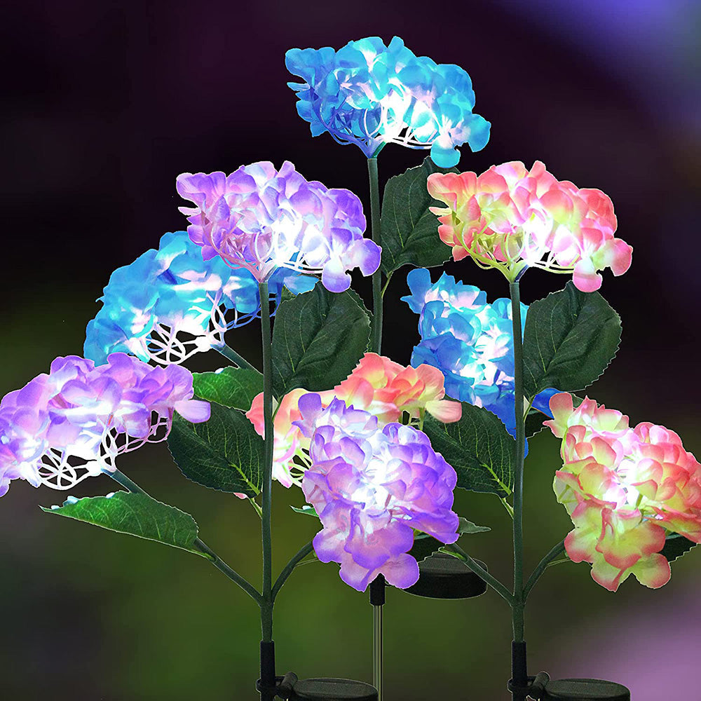 Hortensia - Aurinkolamput