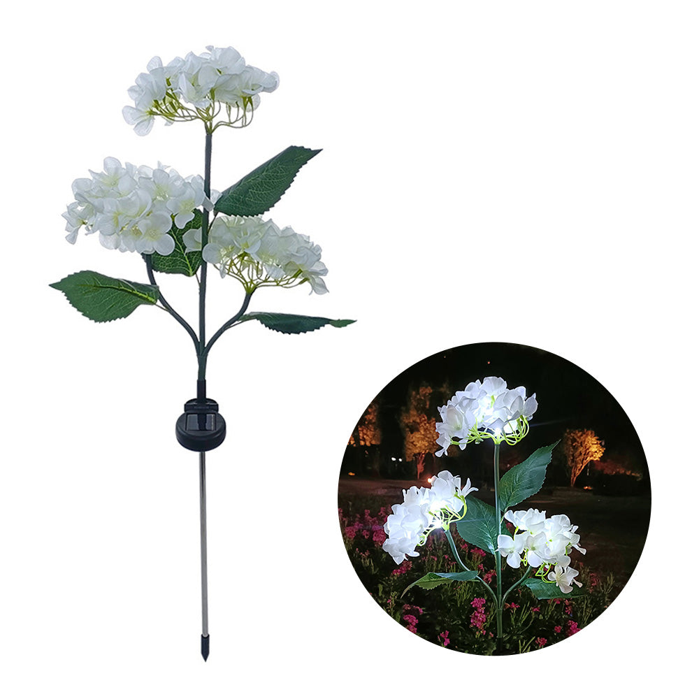 Hortensia - Aurinkolamput