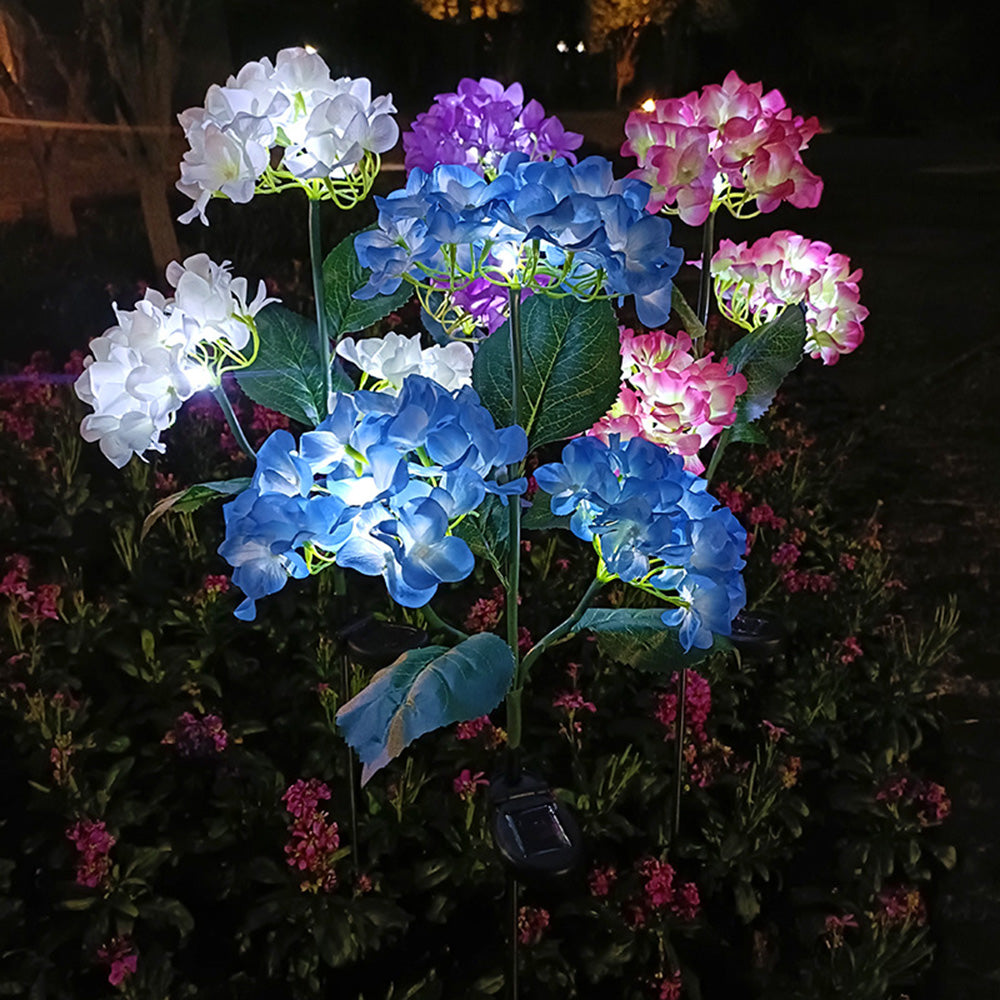 Hortensia - Aurinkolamput